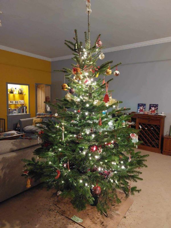 Real Christmas Trees